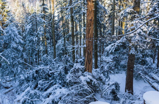 Baumernte im Winter